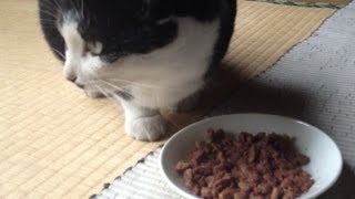 白黒ちゃんにも、猫缶によるカリカリ和え