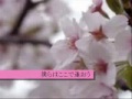 桜ノ雨　【合唱】歌詞付き