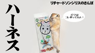 【リチャードソンジリス】公園で子供にからまれたリス #90