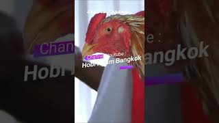 Ayam Bangkok Super kelas Kontes Ayam Ekor Lidi Nasional