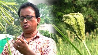 Millet Cultivation | মিলেট চাষ