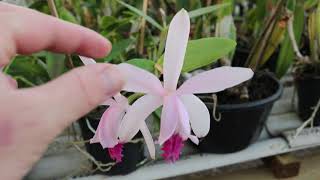 Cattleya intermédia:  floração e dicas de cultivo