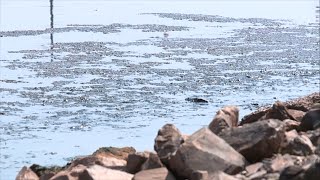 Concerns over black mat algae in High Rock Lake