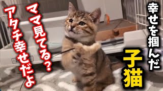 11匹の子猫を育てた母猫宛に子猫達の幸せ便りが届きました