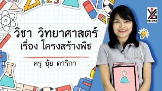 วิทยาศาสตร์ ป.4 ตอนที่ 1 โครงสร้างพืช - Yes IStyle