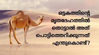 ഒട്ടകത്തിന്റെ മൃതദേഹത്തിൽ സ്പർശിച്ചാൽ അത് പൊട്ടിത്തെറിക്കുന്നത് എന്തുകൊണ്ട്?