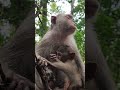 Very lovely baby monkey long tail🐒🧋BU2 #monkeys #viral #animals #shortsvideo #monkey #youtube