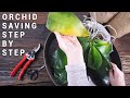 Saving Precious Phalaenopsis | Fixing Red Flags | Dead Stem, Root, Leaf + Keiki Removal | and Update