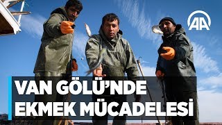 Van Gölü'nde ekmek mücadelesi