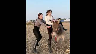 Triple Donkey Riding #donkey #donkeyriding #sheepriding #goatriding #Buffaloriding #cowriding