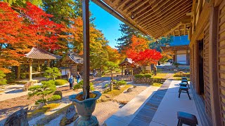 8K HDR 京都 長安寺の紅葉 Kyoto, Choanji in Autumn