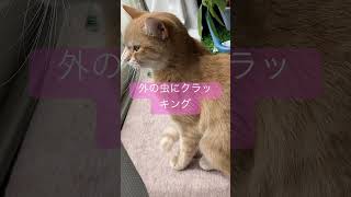 思いっきりクラッキングしてる可愛い猫#shorts