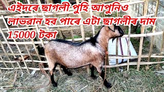 এনেকৈ ছাগলী পুহি আপুনিও লাভৱান হব পাৰে | এটা ছাগলীৰ দাম 15000 টকা | Finally আজি ছাগলী বিক্ৰী কৰিলোঁ