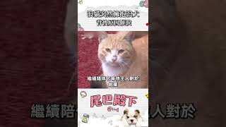 浪貓突然擁抱浪犬 背後原因催淚      #寵物 #動物 #可愛