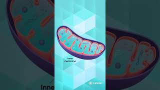 What is Mitochondria and Why is it Called the Powerhouse of a Cell | Biology | SSC | Shefali Rathore