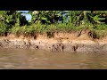 Buaya berjemur di tepi sungai kayan Tanjung Selor