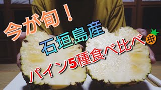 【沖縄 石垣島】今が旬！パイン5種を食べ比べてみよう