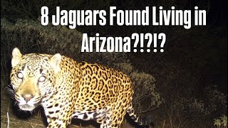 The Truth About Jaguars in The U.S.