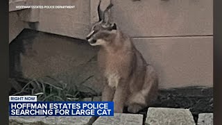 Hoffman Estates police looking for large endangered cat on the loose