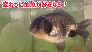 【金魚店訪問】変わった金魚が飼いたけりゃ【レア物多数】千葉市若葉区　びれっじふぃーるどさん