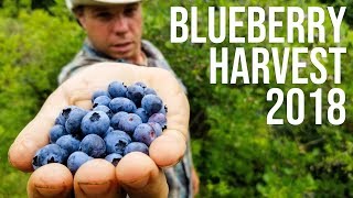 Blueberry Harvest 2018 (SE02 EP10)