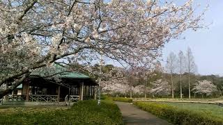 袖ヶ浦公園　サクラ