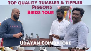 Udayan Coimbatore Bird tour top class Tumbler \u0026 Tippler pigeons