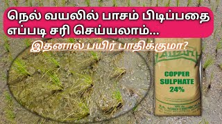 நெல் வயலில் பாசம் பிடித்தால் பயிரை பாதிக்குமா? | Paddy field algae symptoms | CS