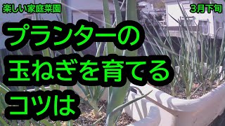 プランターの玉ねぎを大きく育てるコツは．．．　【楽しい家庭菜園】