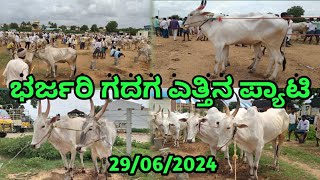 Gadag Bulls Market || ಗದಗ ಎತ್ತಿನ ಪ್ಯಾಟಿ || Every Saturday Morning ||