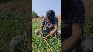 যেখানেই টাকা লুকাই খুঁজে পায়/Funny video/Mr.Milon funny video/My daily life story/মিলন হোসাইন/Milon