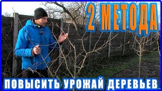 2 простых метода повышения урожайности плодовых деревьев