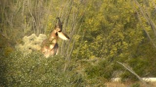 Sonoran Pronghorn Recovery