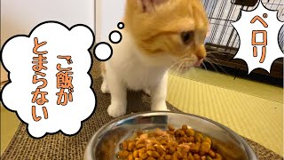 食欲不振なんかならない子猫《猫ちゃんvlog》【vol.39】