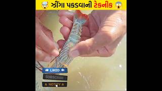 ઝીંગા પકડવાની ટેકનીક 😱🤯 | #shorts #શોર્ટ્સ #gujaratishorts