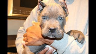 The cane corso puppy that loves to be be spoon-fed