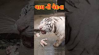 વાઘ ની વેદના😱સફેદ વાઘ🐯વાઘની આ 5 વાતો😱સૌથી ગરડો વાઘ😱વાઘ નું જીવન #shortsfeed#animals#tiger#વાઘ#પ્રાણી