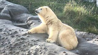 20191024:今日の円山動物園