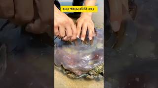 বলুন দেখি এটা কি মাছ?  #shorts #viralshort #fish #jellyfish