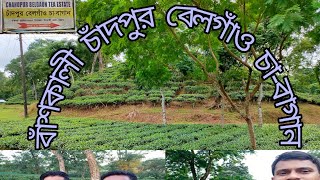 বাঁশখালী চাঁদপুর বেলগাঁও চা-বাগান, Chandpur Belgson Tea Estate,