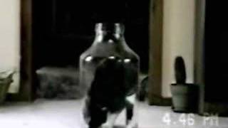 cat squeezes in and out of bottle