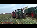 Cabbage Harvester,