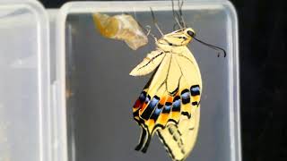 Old World Swallowtail Emerging in Timelapse キアゲハの羽化と翅伸展中の蛹便排泄【10倍速動画】