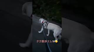 #ラブラドール #保護犬 #大型犬 #犬のしつけ  #犬の散歩 #犬のいる暮らし #犬のいる生活 #エレン