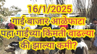 पहा 16/1/2025 गाई बाजार आळेफाटा #गाईबाजार #गाई #hfcow #बाजार #आळेफाटा #गाई_बाजार