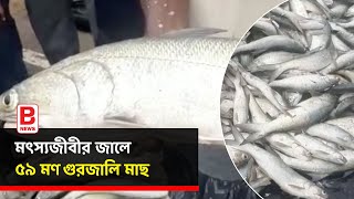 মৎস্যজীবীর জালে ৫৯ মণ গুরজালি মাছ | Fish|Caught by fishermen|Digha