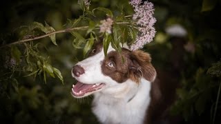 Border Collie Puppy - YOSHI Dajavera [6 months]