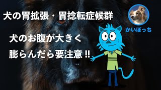 【犬の胃拡張・胃捻転症候群】腹部膨満について獣医師がお話しします。