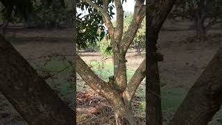 The mango tree in our mango orchard has produced fruits || Panukulu mango tree ||