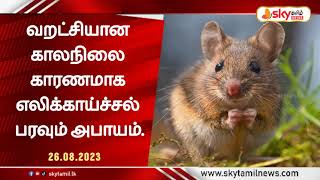 🔴 வறட்சியான காலநிலை காரணமாக எலிக்காய்ச்சல் பரவும் அபாயம்.